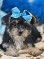 Banjo, a male Morkie for sale in Birch Tree, MO – 9 of 9