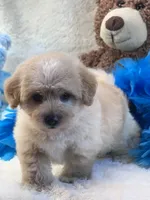 Lincoln, a male Morkie for sale in Birch Tree, MO – 3 of 10