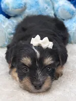 Banjo, a male Morkie for sale in Birch Tree, MO – 7 of 10