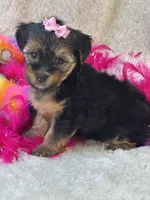 Sadie Mae, a female Yorkipoo for sale in Birch Tree, MO – 9 of 10