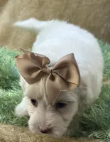 Buttercup, a male Maltipoo for sale in Birch Tree, MO – 7 of 10