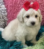 Honey Dew, a female Maltipoo for sale in Birch Tree, MO – 9 of 10
