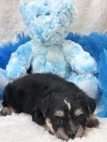 Banjo, a male Morkie for sale in Birch Tree, MO – 2 of 10