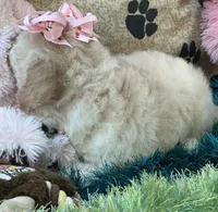 Zoomer, a female Bichpoo for sale in Birch Tree, MO – 5 of 10