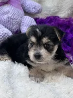 Sweet Cookie, a female Morkie for sale in Birch Tree, MO – 10 of 10