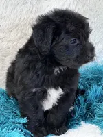 Tango, a male Yorkipoo for sale in Birch Tree, MO – 3 of 10