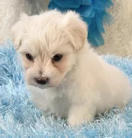 Camelot, a male Maltipoo for sale in Birch Tree, MO – 2 of 9