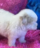 Butter Rose, a female Maltipoo for sale in Birch Tree, MO – 4 of 10