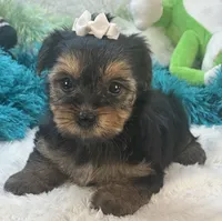 Millie Jean, a female Yorkipoo for sale in Birch Tree, MO – 8 of 10