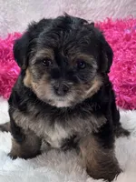 Anna Leigh, a female Morkie for sale in Birch Tree, MO – 3 of 7