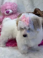 Skittles , a female Maltipoo for sale in Birch Tree, MO – 2 of 10