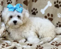 Chip, a male Maltese for sale in Birch Tree, MO – 8 of 10