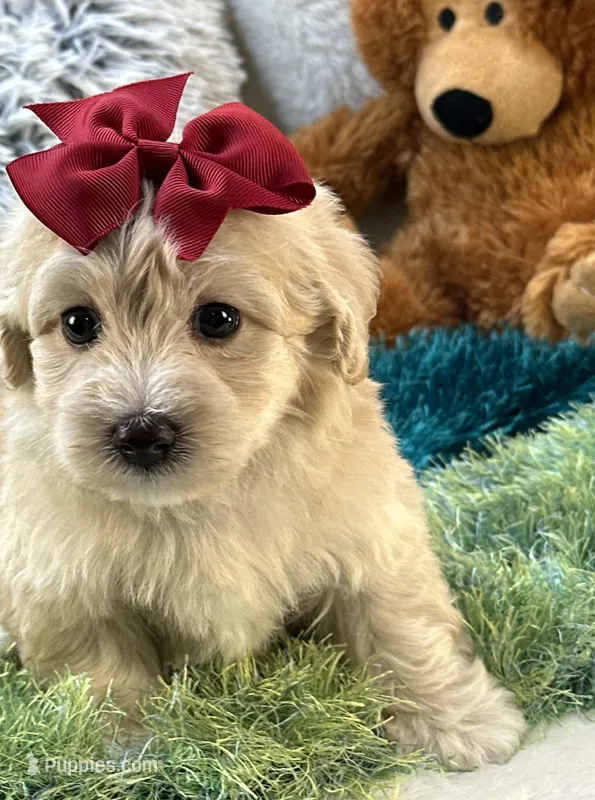 Freddy – Maltipoo puppy for sale in Birch Tree, MO