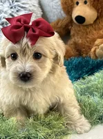 Freddy, a male Maltipoo for sale in Birch Tree, MO – 1 of 10