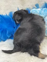 Banjo, a male Morkie for sale in Birch Tree, MO – 3 of 10