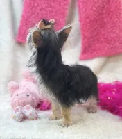 Ivy, a female Morkie for sale in Birch Tree, MO – 10 of 10