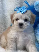 Magnum, a female Maltipoo for sale in Birch Tree, MO – 8 of 9