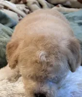 Hudson , a male Maltipoo for sale in Birch Tree, MO – 10 of 10