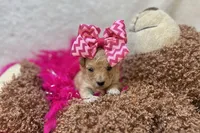 Leah , a female Maltipoo for sale in Birch Tree, MO – Photo 1 of 3