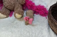 Leah , a female Maltipoo for sale in Birch Tree, MO – Photo 2 of 3