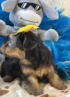 Sweet Winston, a male Yorkipoo for sale in Birch Tree, MO – 4 of 10