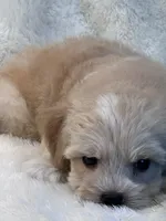 Magnum, a female Maltipoo for sale in Birch Tree, MO – 4 of 9