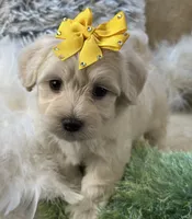 Franklin, a male Maltipoo for sale in Birch Tree, MO – 3 of 10