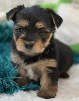 Bojangles, a male Morkie for sale in Birch Tree, MO – 6 of 10