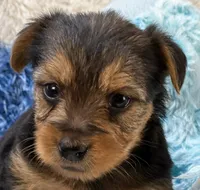 Gator, a male Morkie for sale in Birch Tree, MO – 2 of 9