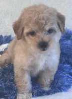 Chucky, a male Maltipoo for sale in Birch Tree, MO – 6 of 10