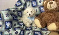 Dash , a male Maltipoo for sale in Birch Tree, MO – Photo 3 of 6