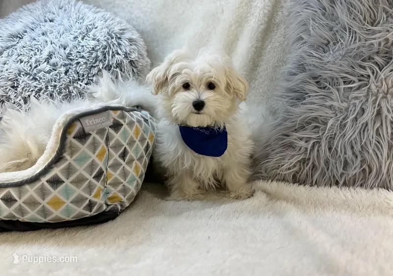 Dash  – Maltipoo puppy for sale in Birch Tree, MO