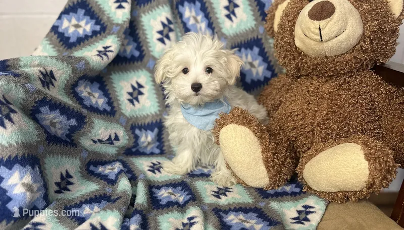 Dash  – Maltipoo puppy for sale in Birch Tree, MO
