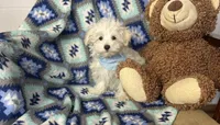 Dash , a male Maltipoo for sale in Birch Tree, MO – Photo 1 of 6