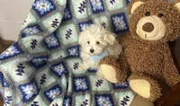 Dash , a male Maltipoo for sale in Birch Tree, MO – Photo 5 of 6