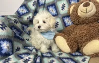 Dash , a male Maltipoo for sale in Birch Tree, MO – Photo 4 of 6
