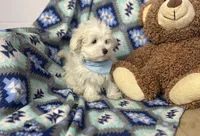 Dash , a male Maltipoo for sale in Birch Tree, MO – Photo 2 of 6