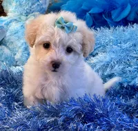 Benji, a male Maltipoo for sale in Birch Tree, MO – 3 of 10