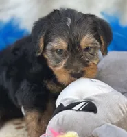 Oliver, a male Shorkie for sale in Birch Tree, MO – 1 of 10