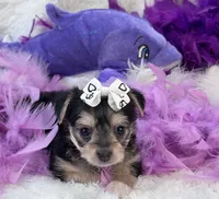 Melody, a female Morkie for sale in Birch Tree, MO – 6 of 10