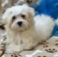 Chip, a male Maltese for sale in Birch Tree, MO – 10 of 10