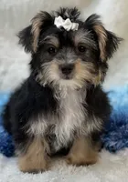 Sawyer, a male Morkie for sale in Birch Tree, MO – 5 of 10