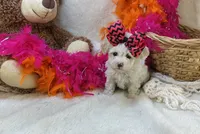 Marshmallow , a female Morkie for sale in Birch Tree, MO – 3 of 5