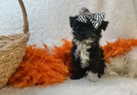 Scarlett , a female Yorkipoo for sale in Birch Tree, MO – Photo 4 of 5