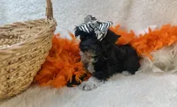 Scarlett , a female Yorkipoo for sale in Birch Tree, MO – Photo 2 of 5