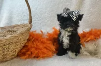 Scarlett , a female Yorkipoo for sale in Birch Tree, MO – Photo 3 of 5