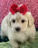 Honey Dew, a female Maltipoo for sale in Birch Tree, MO – 5 of 10