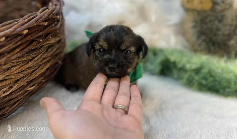 Bear  – Shorkie puppy for sale in Birch Tree, MO