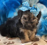 Gentle Ben, a male Yorkipoo for sale in Birch Tree, MO – 9 of 10