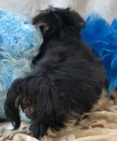 Banjo, a male Morkie for sale in Birch Tree, MO – 5 of 9